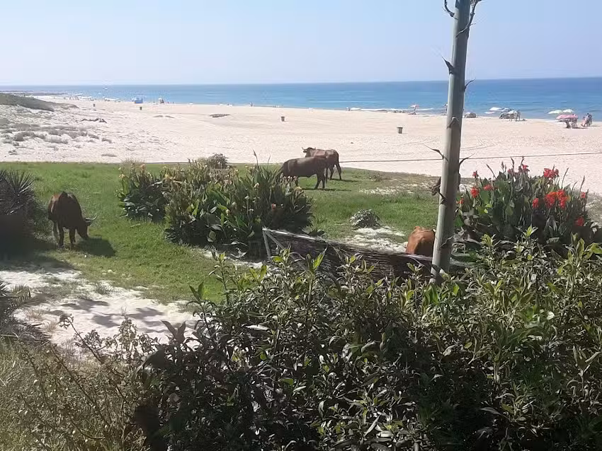 Apartamentos R&iacute;os Bolonia