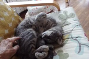 Villa Sitges Mas Mestre